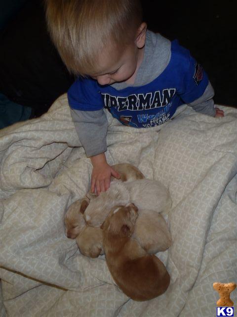 Labradoodle Puppies apricot 